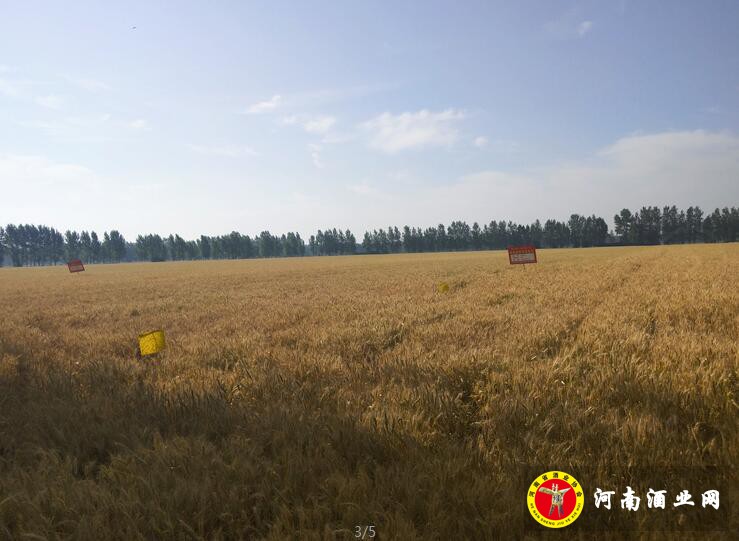 QQ截图20190617102743