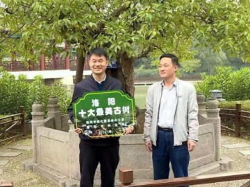 杜康“空桑酒树”荣获“洛阳十大最美古树”